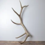 Elk Antler | Extra-Large Size | 174