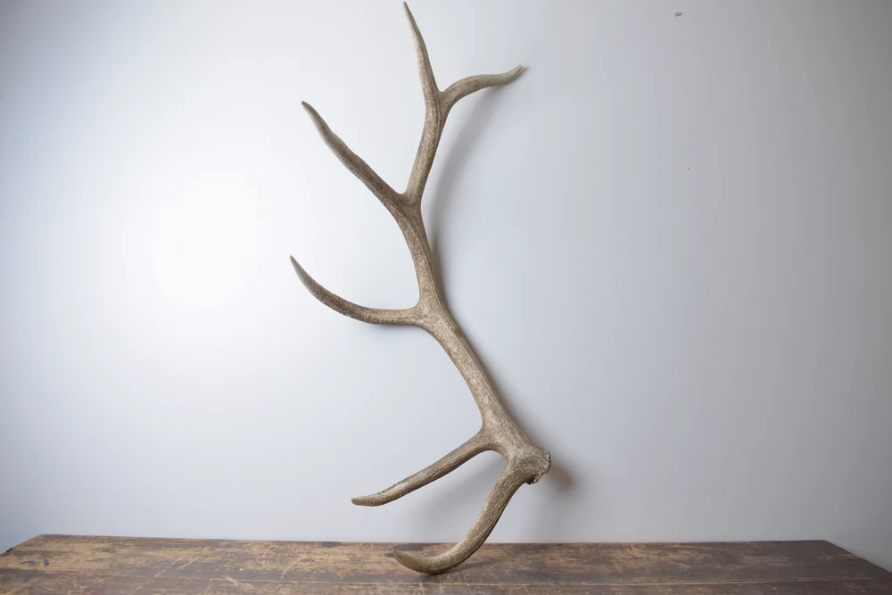 Elk-Antler-Extra-Large-Size-174 Elk Antler | Extra-Large Size | 174 - Image 1