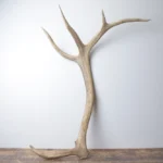 Elk Antler | Extra-Large Size | 175