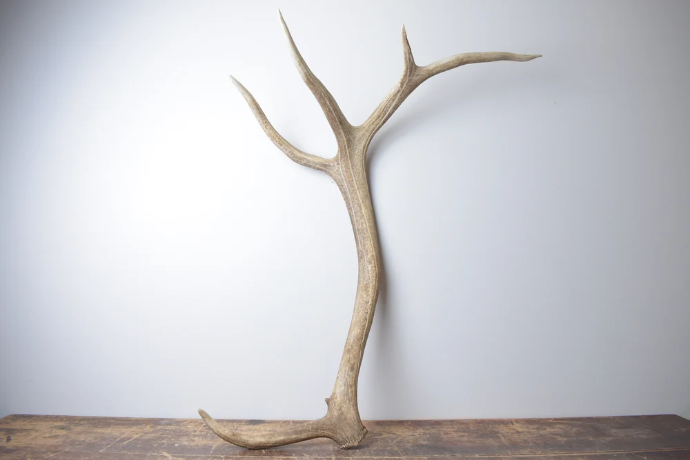 Elk-Antler-Extra-Large-Size-175 Elk Antler | Extra-Large Size | 175 - Image 1