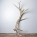 Elk Antler | Extra-Large Size | 176