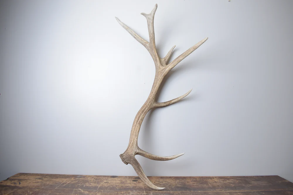 Elk Antler-Extra-Large Size-176 Elk Antler | Extra-Large Size | 176 - Image 1
