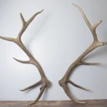 Elk Antler Set | Extra-Large | 155