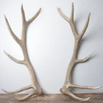 Elk Antler Set | Extra-Large | 166