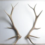 Elk Antler Set | Extra-Large | 53