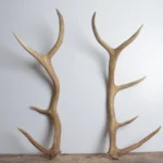 Elk Antler Set | Medium | 153
