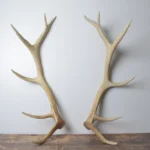 Elk Antler Set | Medium | 154
