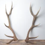 Elk Antler Set | Medium | 168