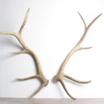 Elk Antler Set | Medium | 96