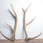 Elk Antler Set | Small | 151