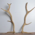 Elk Antler Set | Small | 163