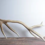 Elk Antler | 02
