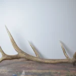 Elk Antler | 23