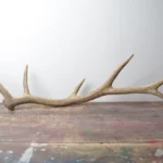 Elk Antler | 36