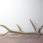 Elk Antler | 39