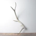 Elk Antler | 65