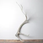 Elk Antler | Extra-Large Size | 115