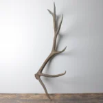 Elk Antler | Large Size | 100