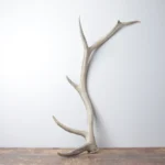Elk Antler | Large Size | 124