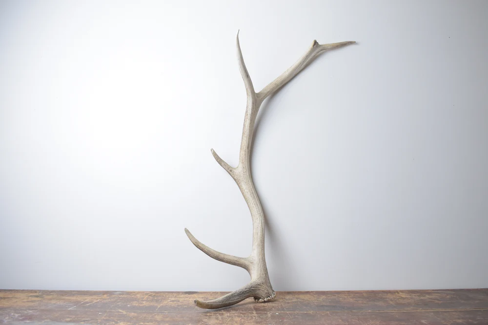 Elk-Antler-Large-Size-124 Elk Antler | Large Size | 124 - Image 1