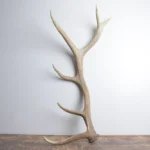 Elk Antler | Large Size | 161