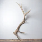 Elk Antler | Large Size | 169