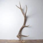 Elk Antler | Large Size | 170