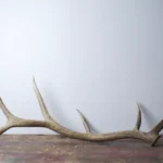 Elk Antler | Large Size | 24
