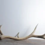 Elk Antler | Large Size | 25
