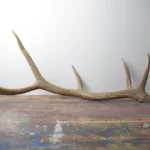 Elk Antler | Large Size | 41