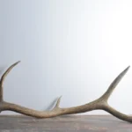 Elk Antler | Large Size | 57