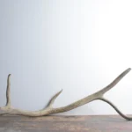 Elk Antler | Large Size | 59