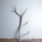 Elk Antler | Large Size | 80