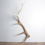 Elk Antler | Large Size | 98