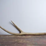 Elk Antler | Medium Size | 04