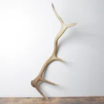Elk Antler | Medium Size | 102