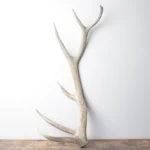 Elk Antler | Medium Size | 103