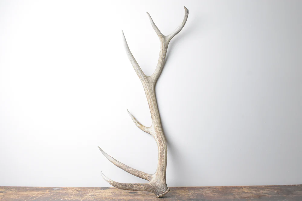 Elk Antler Medium Size 103 Elk Antler | Medium Size | 103 - Image 1