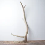 Elk Antler | Medium Size | 110