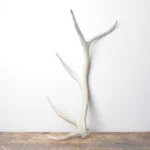 Elk Antler | Medium Size | 111