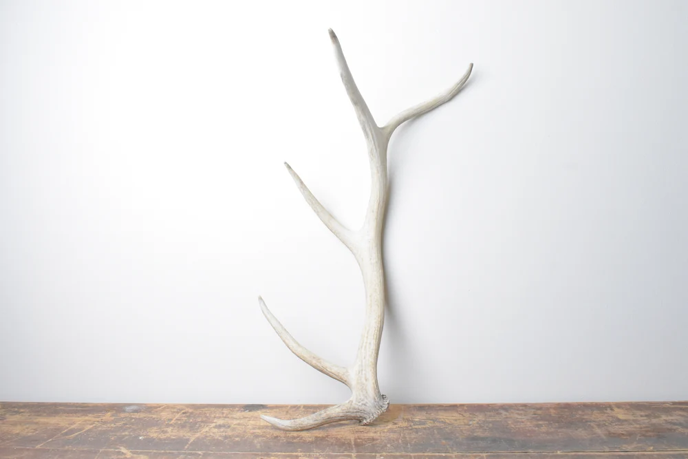 Elk-Antler-Medium-Size-111 Elk Antler | Medium Size | 111 - Image 1
