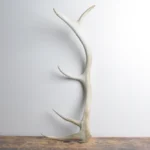 Elk Antler | Medium Size | 113