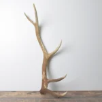 Elk Antler | Medium Size | 118