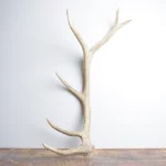 Elk Antler | Medium Size | 119