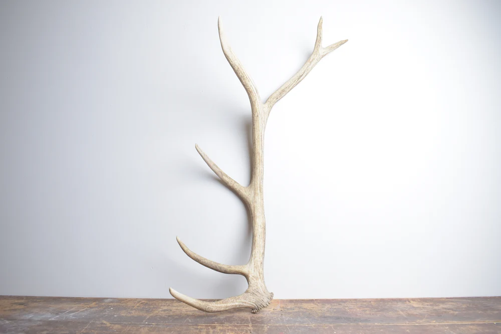 Elk-Antler-Medium-Size-119 Elk Antler | Medium Size | 119 - Image 1