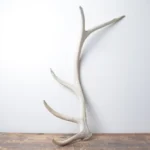 Elk Antler | Medium Size | 122