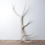 Elk Antler | Medium Size | 127