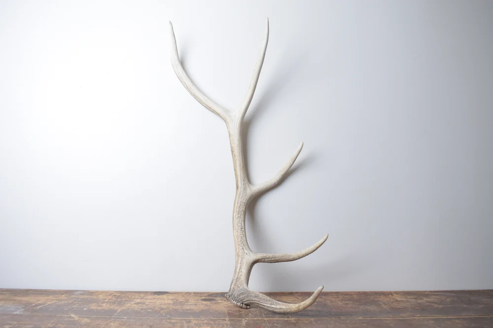 Elk-Antler-Medium-Size-127 Elk Antler | Medium Size | 127 - Image 1