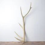 Elk Antler | Medium Size | 128