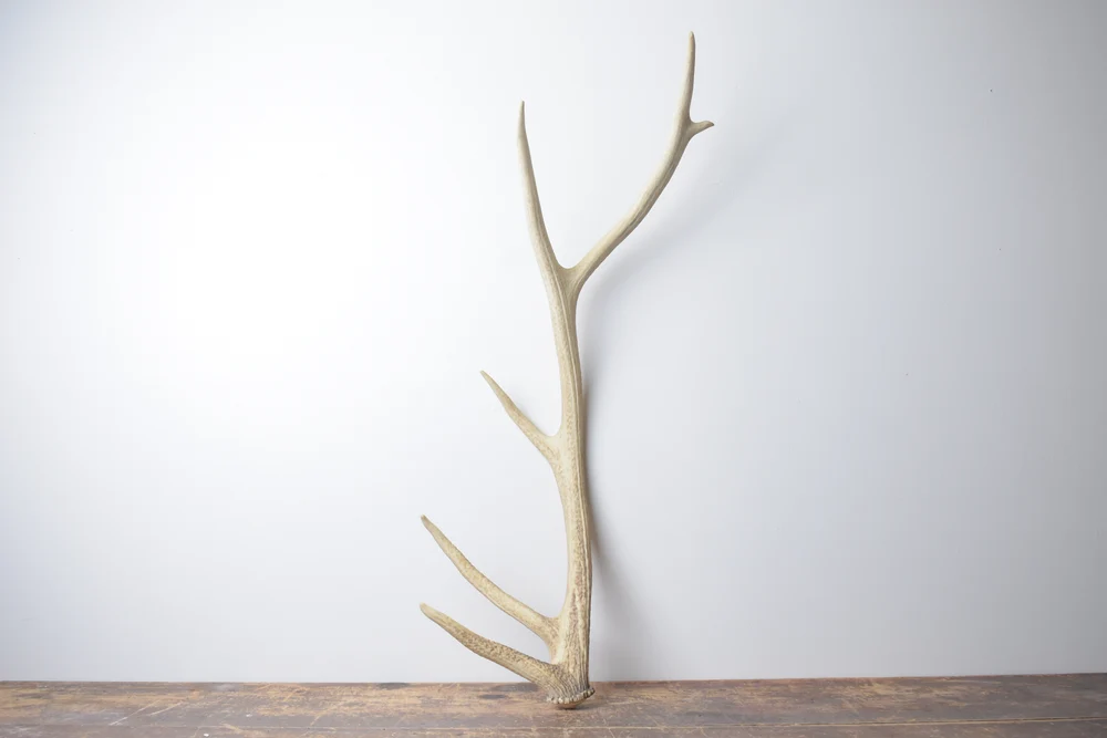 Elk-Antler-Medium-Size-128 Elk Antler | Medium Size | 128 - Image 1